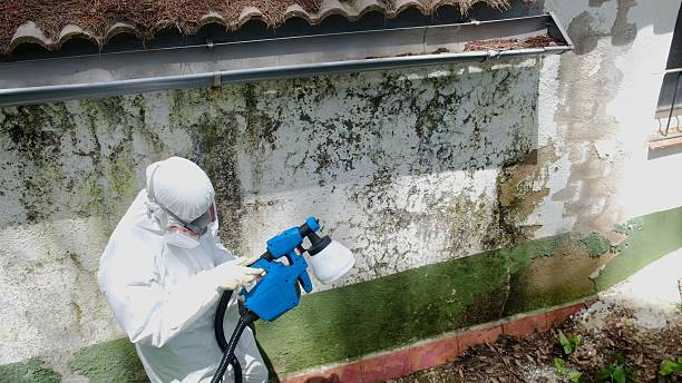 Top rated local Mold Remediation specialists in Summerhill, PA